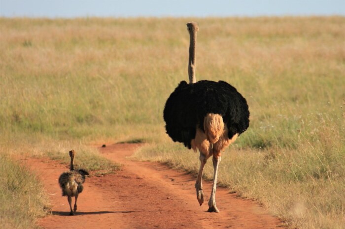ostrich-animal